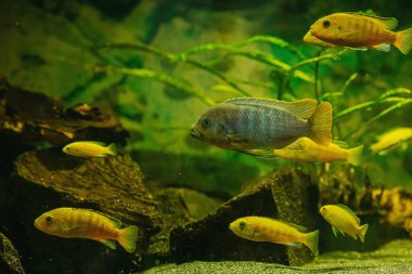 Afrika Malavi Cichlids. Akvaryumdaki ev balıklarının bulanık fotoğrafı, evcil hayvan bakım konsepti. Farklı hayvan türleri, su yaşam tarzı.