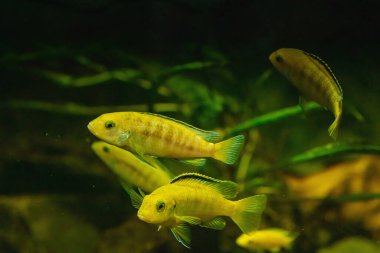 Afrika Malavi Cichlids. Akvaryumdaki ev balıklarının bulanık fotoğrafı, evcil hayvan bakım konsepti. Farklı hayvan türleri, su yaşam tarzı.