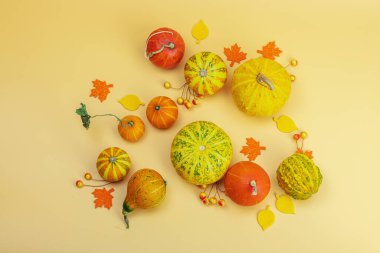 Turuncu arka planda sonbahar kompozisyonu. Süslü balkabağı, böğürtlen ve sonbahar yaprakları çeşitleri. Geleneksel sembol, şenlik tasarımı, üst görünüm