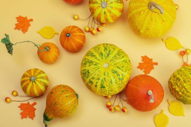 Turuncu arka planda sonbahar kompozisyonu. Süslü balkabağı, böğürtlen ve sonbahar yaprakları çeşitleri. Geleneksel sembol, şenlik tasarımı, üst görünüm