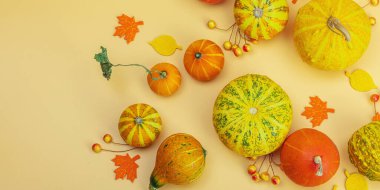 Turuncu arka planda sonbahar kompozisyonu. Süslü balkabağı, böğürtlen ve sonbahar yaprakları çeşitleri. Geleneksel sembol, şenlik tasarımı, pankart biçimi