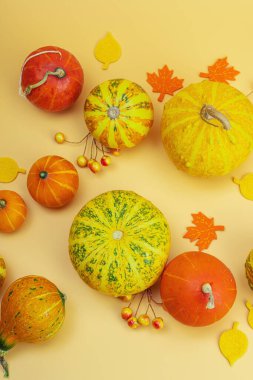 Turuncu arka planda sonbahar kompozisyonu. Süslü balkabağı, böğürtlen ve sonbahar yaprakları çeşitleri. Geleneksel sembol, şenlik tasarımı, üst görünüm