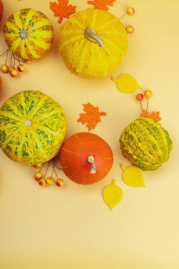 Turuncu arka planda sonbahar kompozisyonu. Süslü balkabağı, böğürtlen ve sonbahar yaprakları çeşitleri. Geleneksel sembol, şenlik tasarımı, üst görünüm