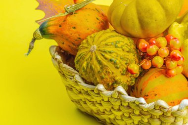 Sepette çeşitli dekoratif balkabakları var. Böğürtlen ve dökülen yapraklarla sonbahar kompozisyonu. Geleneksel sembol, şenlik tasarımı, sarı arkaplan, kapat