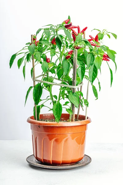 Blooming Bird\'s eye chili with ripe pepper fruits. Urban farming concept, plant grows on the windowsill. Hot flavors, climate conclusions food, white background