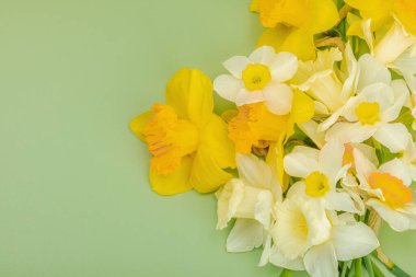 Çiçek açan nergislerle süslü bahar kompozisyonu. Geleneksel mevsimlik bitki örtüsü, tebrik kartı. Pastel yeşil arkaplan, üst görünüm