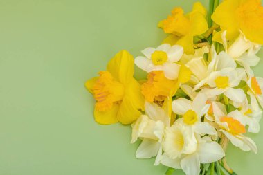Çiçek açan nergislerle süslü bahar kompozisyonu. Geleneksel mevsimlik bitki örtüsü, tebrik kartı. Pastel yeşil arkaplan, üst görünüm