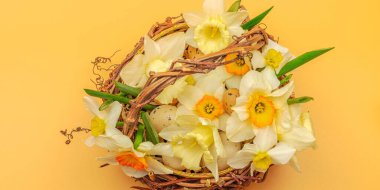 Çiçek açan narsislerle ve ev yapımı hasır sepetle süslü bahar kompozisyonu. Geleneksel mevsimlik bitki örtüsü, tebrik kartı. Pastel yeşil arkaplan, pankart biçimi