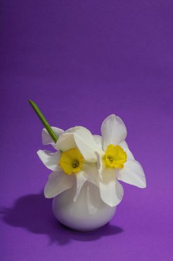 Çiçekli nergisler, paskalya yumurtaları ve mor arka planda tavşanlar. Mutlu bayramlar, tebrik kartı, geleneksel festival kompozisyonu, kopyalama alanı