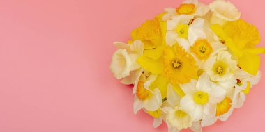 Çiçek açan nergislerle süslü bahar kompozisyonu. Geleneksel mevsimlik bitki örtüsü, tebrik kartı. Pastel pembe arkaplan, pankart biçimi