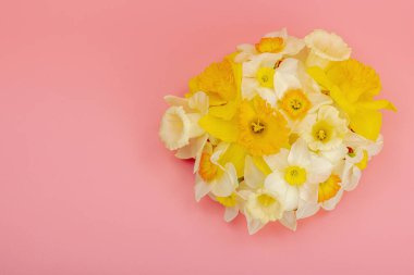 Çiçek açan nergislerle süslü bahar kompozisyonu. Geleneksel mevsimlik bitki örtüsü, tebrik kartı. Pastel pembe arkaplan, üst görünüm