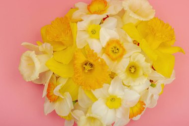 Çiçek açan nergislerle süslü bahar kompozisyonu. Geleneksel mevsimlik bitki örtüsü, tebrik kartı. Pastel pembe arkaplan, üst görünüm