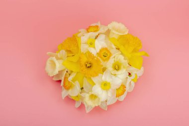 Çiçek açan nergislerle süslü bahar kompozisyonu. Geleneksel mevsimlik bitki örtüsü, tebrik kartı. Pastel pembe arkaplan, üst görünüm