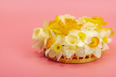 Çiçek açan nergislerle süslü bahar kompozisyonu. Geleneksel mevsimlik bitki örtüsü, tebrik kartı. Pastel pembe arkaplan, kopyalama alanı