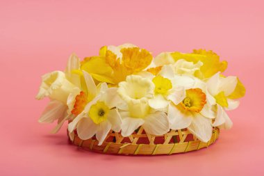 Çiçek açan nergislerle süslü bahar kompozisyonu. Geleneksel mevsimlik bitki örtüsü, tebrik kartı. Pastel pembe arkaplan, kopyalama alanı