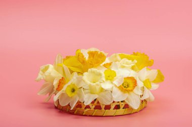 Çiçek açan nergislerle süslü bahar kompozisyonu. Geleneksel mevsimlik bitki örtüsü, tebrik kartı. Pastel pembe arkaplan, kopyalama alanı