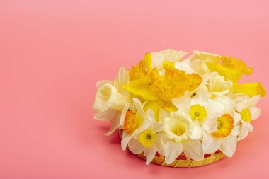 Çiçek açan nergislerle süslü bahar kompozisyonu. Geleneksel mevsimlik bitki örtüsü, tebrik kartı. Pastel pembe arkaplan, kopyalama alanı