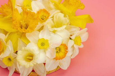 Çiçek açan nergislerle süslü bahar kompozisyonu. Geleneksel mevsimlik bitki örtüsü, tebrik kartı. Pastel pembe arkaplan, üst görünüm