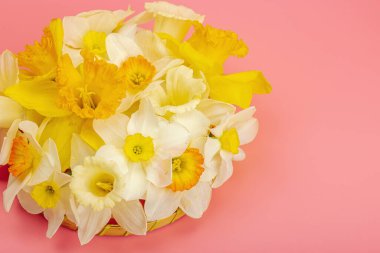 Çiçek açan nergislerle süslü bahar kompozisyonu. Geleneksel mevsimlik bitki örtüsü, tebrik kartı. Pastel pembe arkaplan, üst görünüm