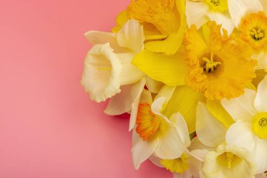 Çiçek açan nergislerle süslü bahar kompozisyonu. Geleneksel mevsimlik bitki örtüsü, tebrik kartı. Pastel pembe arkaplan, üst görünüm