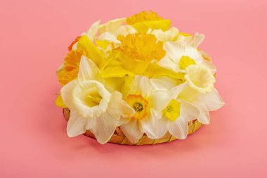 Çiçek açan nergislerle süslü bahar kompozisyonu. Geleneksel mevsimlik bitki örtüsü, tebrik kartı. Pastel pembe arkaplan, kopyalama alanı