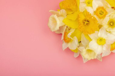 Çiçek açan nergislerle süslü bahar kompozisyonu. Geleneksel mevsimlik bitki örtüsü, tebrik kartı. Pastel pembe arkaplan, üst görünüm