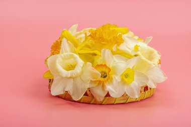 Çiçek açan nergislerle süslü bahar kompozisyonu. Geleneksel mevsimlik bitki örtüsü, tebrik kartı. Pastel pembe arkaplan, kopyalama alanı