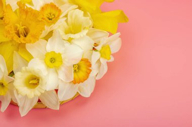 Çiçek açan nergislerle süslü bahar kompozisyonu. Geleneksel mevsimlik bitki örtüsü, tebrik kartı. Pastel pembe arkaplan, üst görünüm