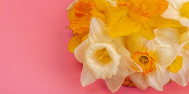 Çiçek açan nergislerle süslü bahar kompozisyonu. Geleneksel mevsimlik bitki örtüsü, tebrik kartı. Pastel pembe arkaplan, pankart biçimi