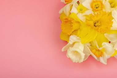 Çiçek açan nergislerle süslü bahar kompozisyonu. Geleneksel mevsimlik bitki örtüsü, tebrik kartı. Pastel pembe arkaplan, üst görünüm