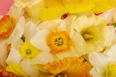 Çiçek açan nergislerle süslü bahar kompozisyonu. Geleneksel mevsimlik bitki örtüsü, tebrik kartı. Pastel pembe arkaplan, üst görünüm