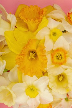 Çiçek açan nergislerle süslü bahar kompozisyonu. Geleneksel mevsimlik bitki örtüsü, tebrik kartı. Pastel pembe arkaplan, üst görünüm