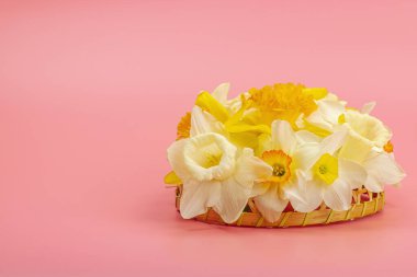 Çiçek açan nergislerle süslü bahar kompozisyonu. Geleneksel mevsimlik bitki örtüsü, tebrik kartı. Pastel pembe arkaplan, kopyalama alanı