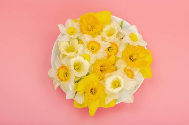 Çiçek açan nergislerle süslü bahar kompozisyonu. Geleneksel mevsimlik bitki örtüsü, tebrik kartı. Pastel pembe arkaplan, üst görünüm