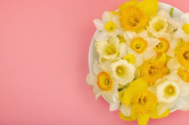 Çiçek açan nergislerle süslü bahar kompozisyonu. Geleneksel mevsimlik bitki örtüsü, tebrik kartı. Pastel pembe arkaplan, üst görünüm