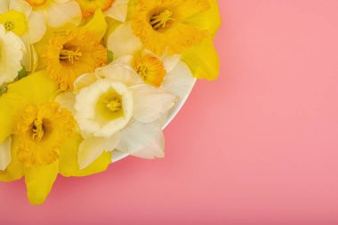 Çiçek açan nergislerle süslü bahar kompozisyonu. Geleneksel mevsimlik bitki örtüsü, tebrik kartı. Pastel pembe arkaplan, üst görünüm