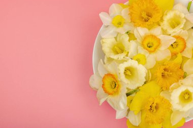 Çiçek açan nergislerle süslü bahar kompozisyonu. Geleneksel mevsimlik bitki örtüsü, tebrik kartı. Pastel pembe arkaplan, üst görünüm