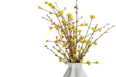 Beyaz arka planda çiçek açan ağaç dalları. Bahçedeki tarımdan taze yapraklar ve çiçekler.