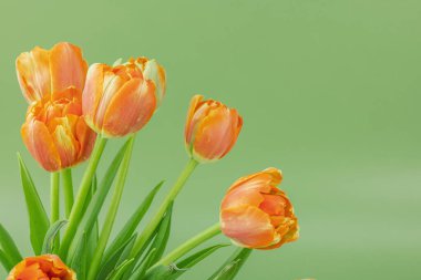 Pastel yeşil arka planda parlak turuncu laleler. Anneler Günü ya da Sevgililer Günü için şölen konsepti. Tebrik kartı, Paskalya düzlüğü, en iyi dileklerimle, kopyalama alanı