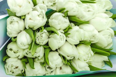 Pastel yeşil arka planda bir buket beyaz lale. Çiçek açan, Anneler Günü ya da Sevgililer Günü için neşeli bir konsept. Tebrik kartı, Paskalya düzlüğü, en iyi dileklerimle, kapat.