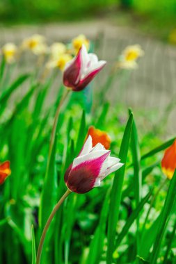 Çiçek açan laleler bahçede yetişir. Bahar bahçıvanlığı, dış mekan konsepti, çiçek tarzı. Güzel doğa duvar kağıdı