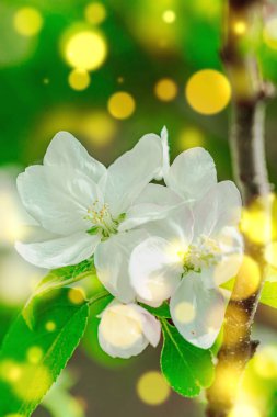 Blooming apple tree in the garden. Spring seasonal of growing plants. Gardening concept background, floral style