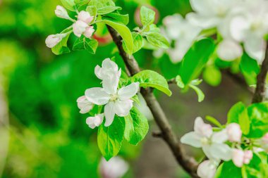 Blooming apple tree in the garden. Spring seasonal of growing plants. Gardening concept background, floral style