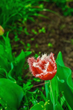 Çiçek açan laleler bahçede yetişir. Bahar bahçıvanlığı, dış mekan konsepti, çiçek tarzı. Güzel doğa duvar kağıdı