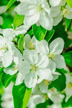 Bahçede çiçek açan elma ağacı. Bahar mevsiminde yetişen bitkiler. Bahçıvanlık konsepti arka plan, çiçek tarzı