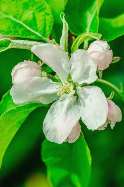 Bahçede çiçek açan elma ağacı. Bahar mevsiminde yetişen bitkiler. Bahçıvanlık konsepti arka plan, çiçek tarzı