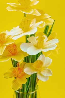 Çiçek açan nergislerle süslü bahar kompozisyonu. Geleneksel mevsimlik bitki örtüsü, tebrik kartı. Parlak sarı arkaplan, metin için yer