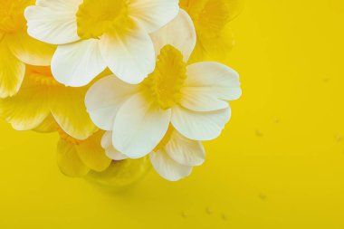 Çiçek açan nergislerle süslü bahar kompozisyonu. Geleneksel mevsimlik bitki örtüsü, tebrik kartı. Parlak sarı arkaplan, metin için yer