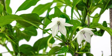 Çiçek açan kuş gözü biberi. Kentsel tarım kavramı. Pencere kenarında bitki yetişiyor. Sıcak tatlar, iklim sonuçları yiyecekler, beyaz arka plan