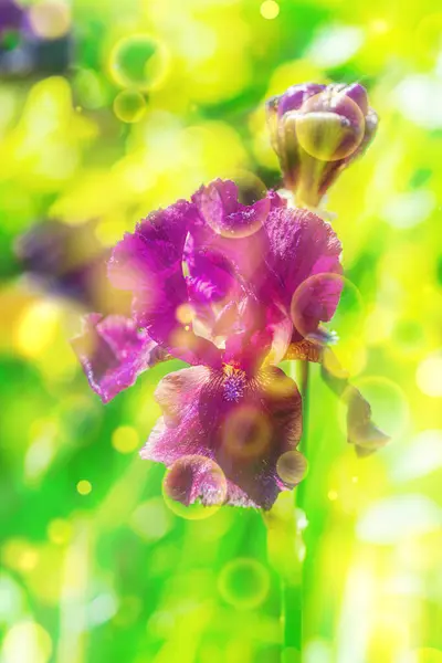 Stock image Blooming iris flowers in the garden. Floral natural background, greeting card, festive mood. Postcard Iridaceae design, bright sunshine